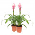 Guzmania Candy double