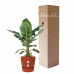 Bananenplant in Elho® Greenville pot