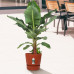 Bananenplant in Elho® Greenville pot