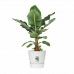 Bananenplant in Elho® Greenville pot