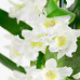 Dendrobium Nobile Apollon 3T